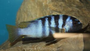 Tropheops microstoma 'Masasa Reef'